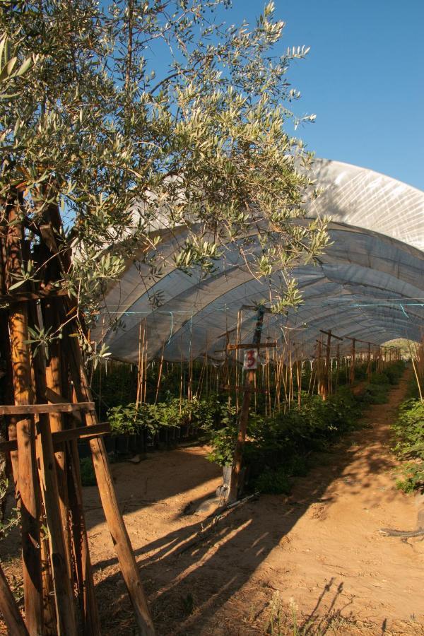 Quinta De Santana Da Varzea Abrantes Buitenkant foto