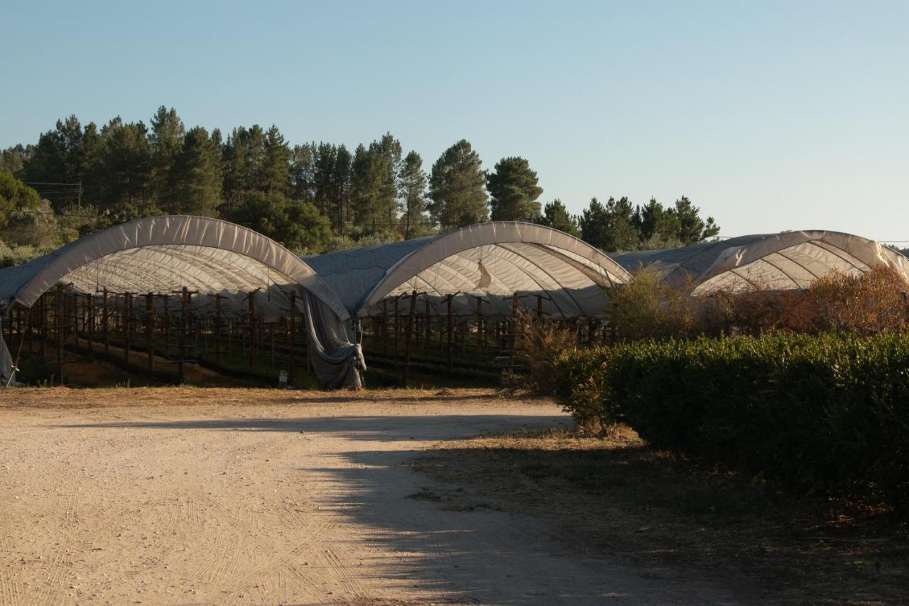 Quinta De Santana Da Varzea Abrantes Buitenkant foto